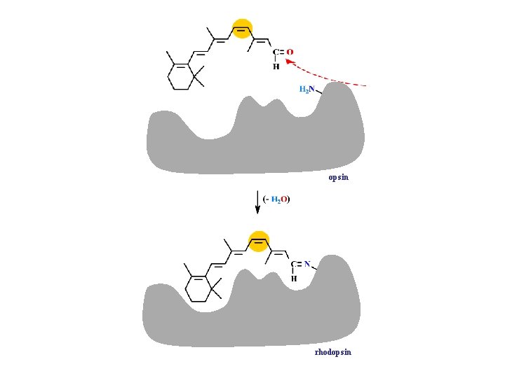 opsin rhodopsin 