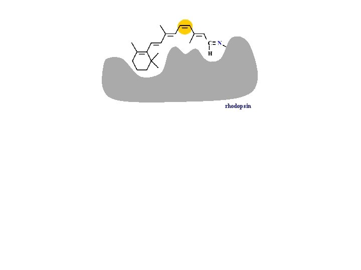 rhodopsin metarhodopsin 