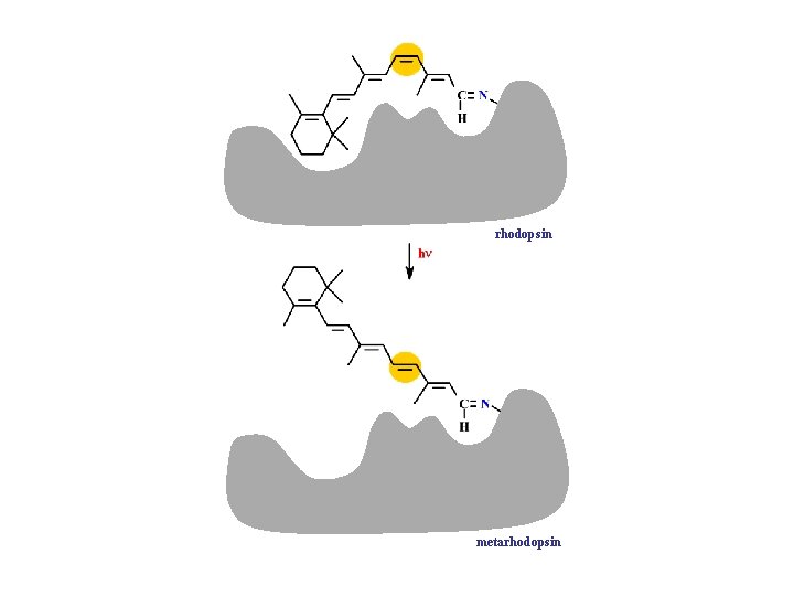 rhodopsin metarhodopsin 