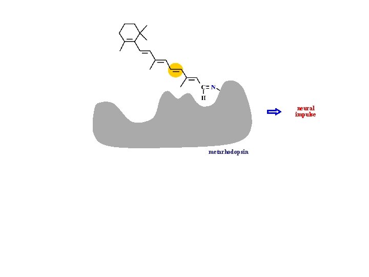 neural impulse metarhodopsin 11 -cis-retinal trans-retinal 