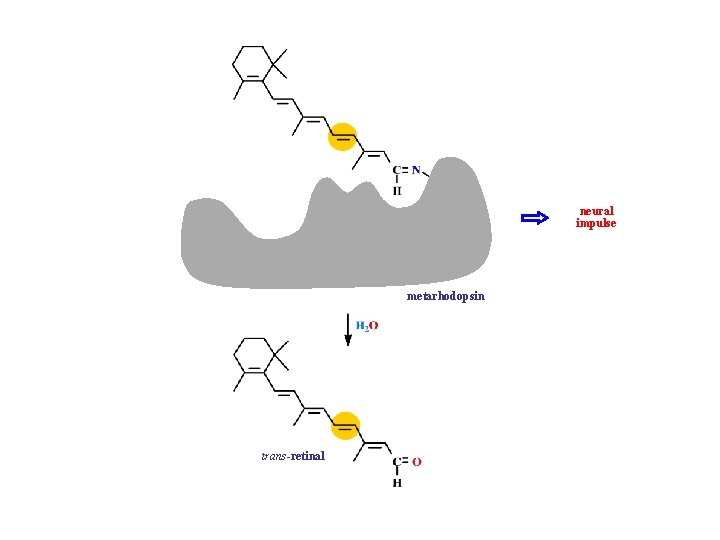 neural impulse metarhodopsin 11 -cis-retinal trans-retinal 