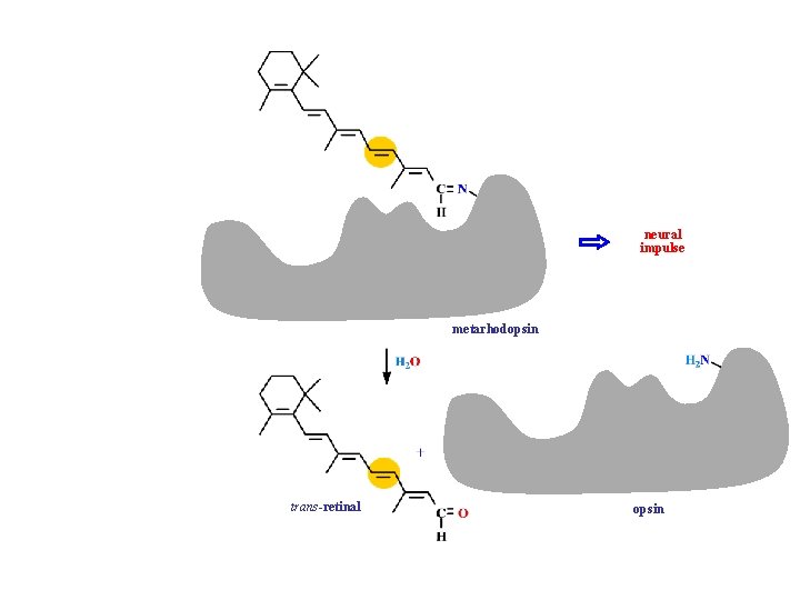 neural impulse metarhodopsin 11 -cis-retinal trans-retinal opsin 