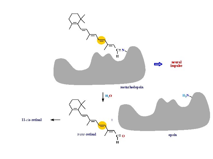 neural impulse metarhodopsin 11 -cis-retinal trans-retinal opsin 
