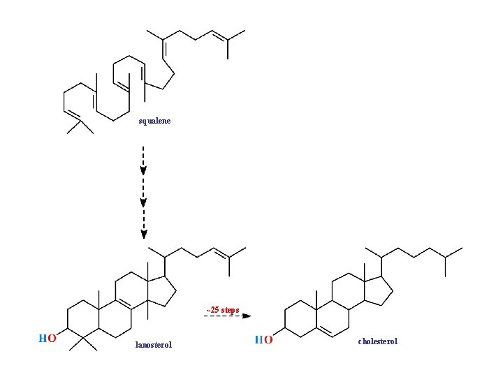 squalene ~25 steps lanosterol cholesterol 