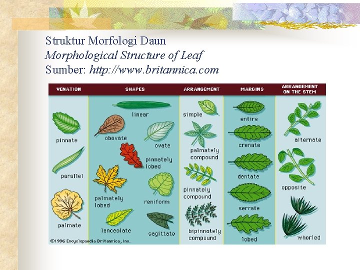 Struktur Morfologi Daun Morphological Structure of Leaf Sumber: http: //www. britannica. com 