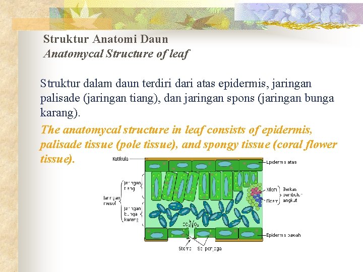 Struktur Anatomi Daun Anatomycal Structure of leaf Struktur dalam daun terdiri dari atas epidermis,