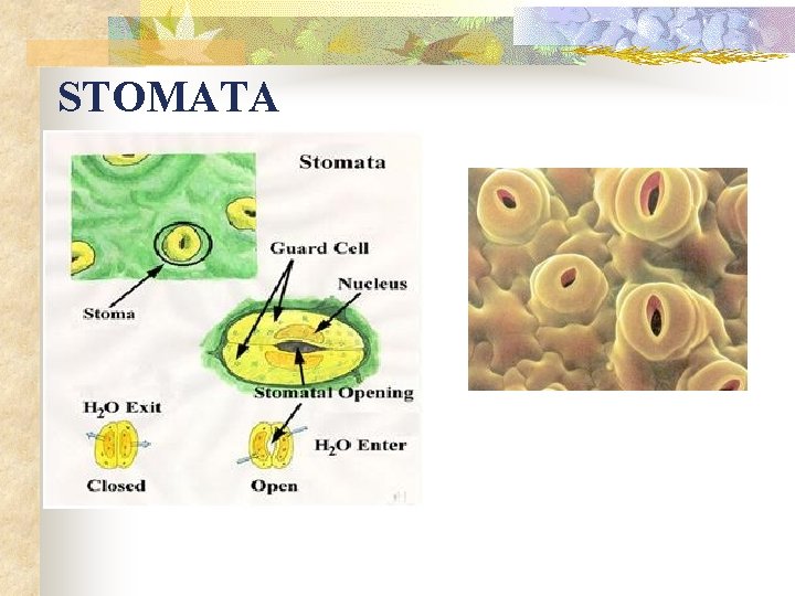 STOMATA 