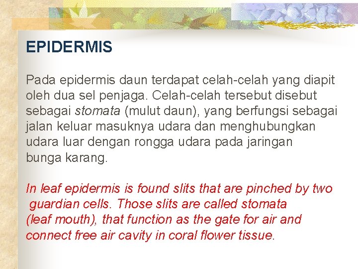 EPIDERMIS Pada epidermis daun terdapat celah-celah yang diapit oleh dua sel penjaga. Celah-celah tersebut