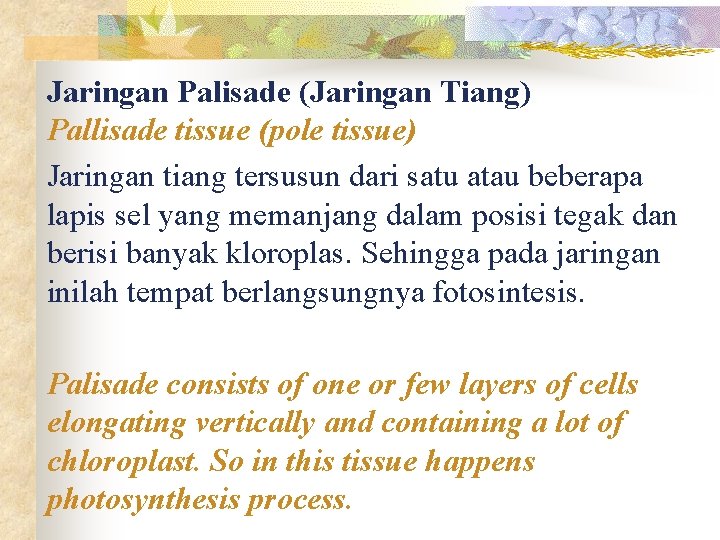 Jaringan Palisade (Jaringan Tiang) Pallisade tissue (pole tissue) Jaringan tiang tersusun dari satu atau