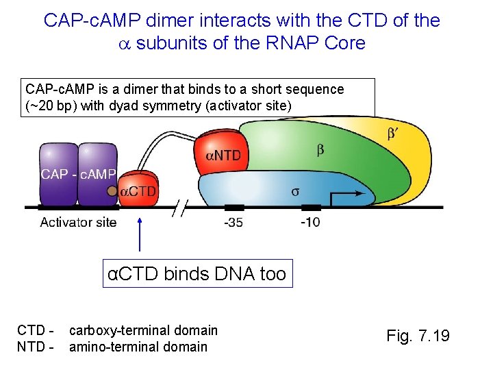 CAP-c. AMP dimer interacts with the CTD of the subunits of the RNAP Core