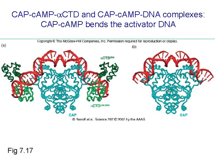 CAP-c. AMP- CTD and CAP-c. AMP-DNA complexes: CAP-c. AMP bends the activator DNA Fig