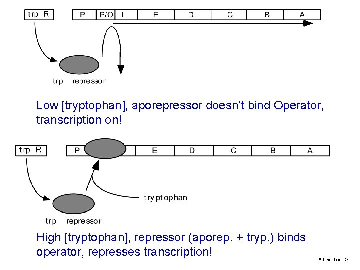 Low [tryptophan], aporepressor doesn’t bind Operator, transcription on! High [tryptophan], repressor (aporep. + tryp.