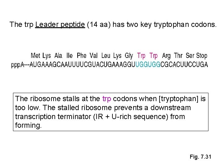 The trp Leader peptide (14 aa) has two key tryptophan codons. The ribosome stalls