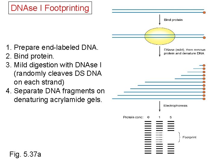 DNAse I Footprinting 1. Prepare end-labeled DNA. 2. Bind protein. 3. Mild digestion with