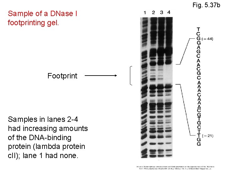 Fig. 5. 37 b Sample of a DNase I footprinting gel. Footprint Samples in