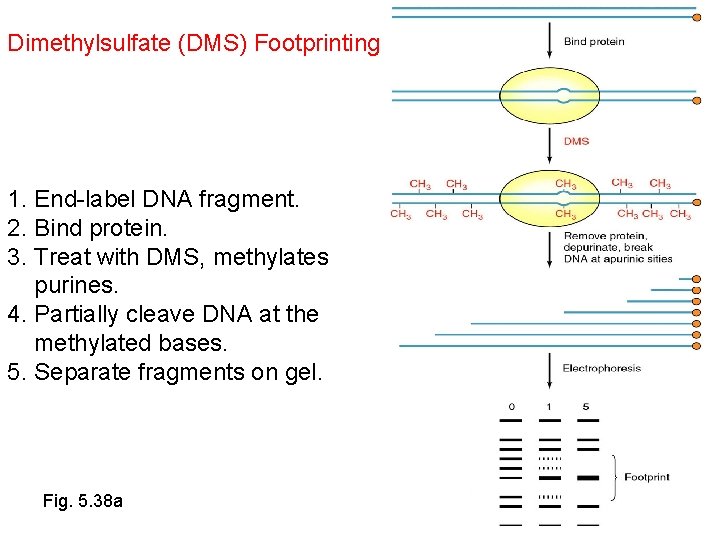 Dimethylsulfate (DMS) Footprinting 1. End-label DNA fragment. 2. Bind protein. 3. Treat with DMS,