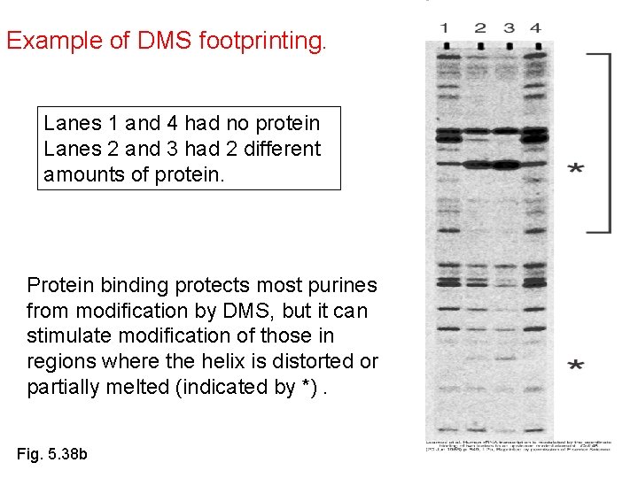 Example of DMS footprinting. Lanes 1 and 4 had no protein Lanes 2 and