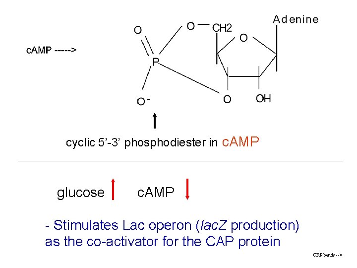 cyclic 5’-3’ phosphodiester in c. AMP glucose c. AMP - Stimulates Lac operon (lac.