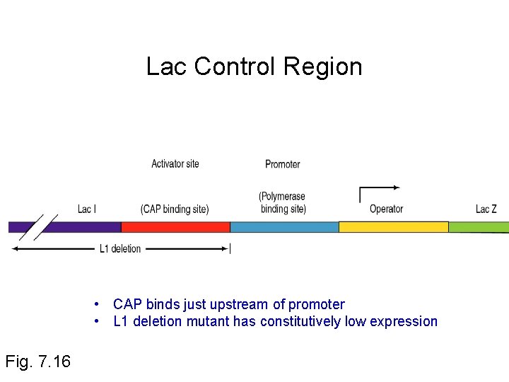 Lac Control Region • CAP binds just upstream of promoter • L 1 deletion