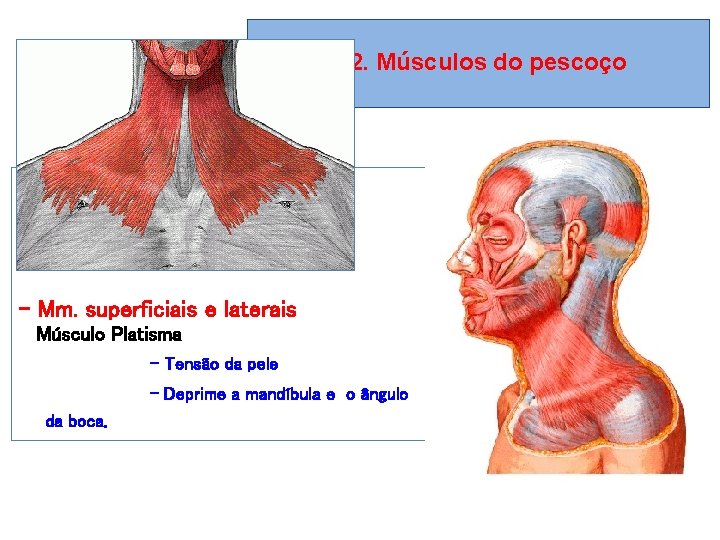 4. 2. Músculos do pescoço Músculos superficiais e laterais - Mm. superficiais e laterais