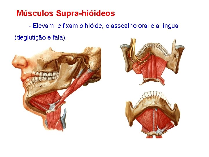 Músculos Supra-hióideos - Elevam e fixam o hióide, o assoalho oral e a língua