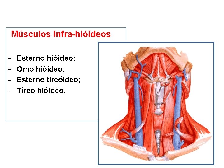 Músculos Infra-hióideos - Esterno hióideo; Omo hióideo; Esterno tireóideo; Tíreo hióideo. 