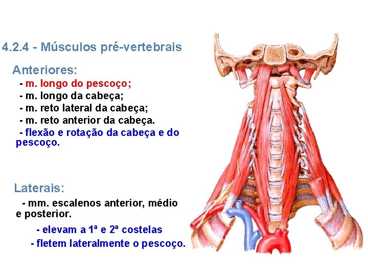 4. 2. 4 - Músculos pré-vertebrais Anteriores: - m. longo do pescoço; - m.