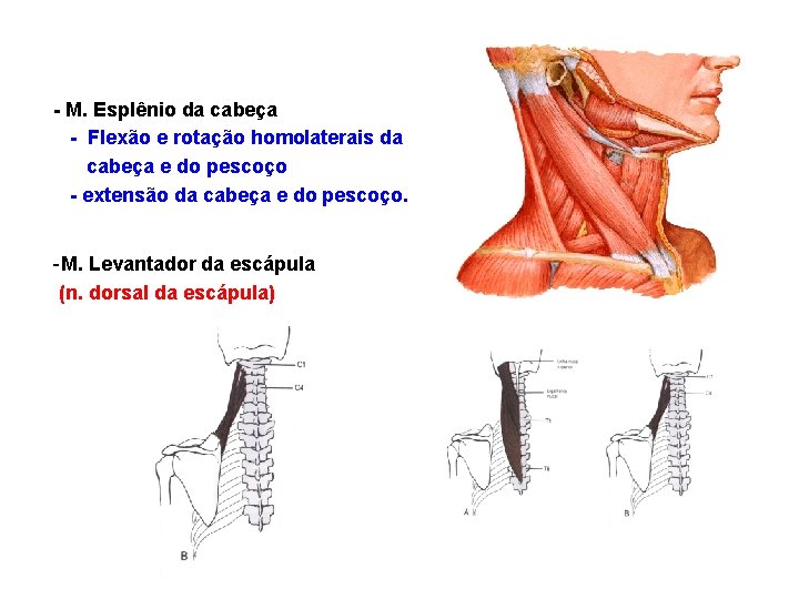 - M. Esplênio da cabeça - Flexão e rotação homolaterais da cabeça e do