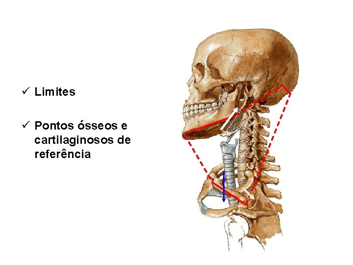 ü Limites ü Pontos ósseos e cartilaginosos de referência 