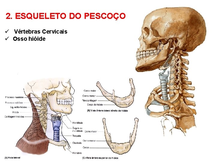 2. ESQUELETO DO PESCOÇO ü Vértebras Cervicais ü Osso hióide 