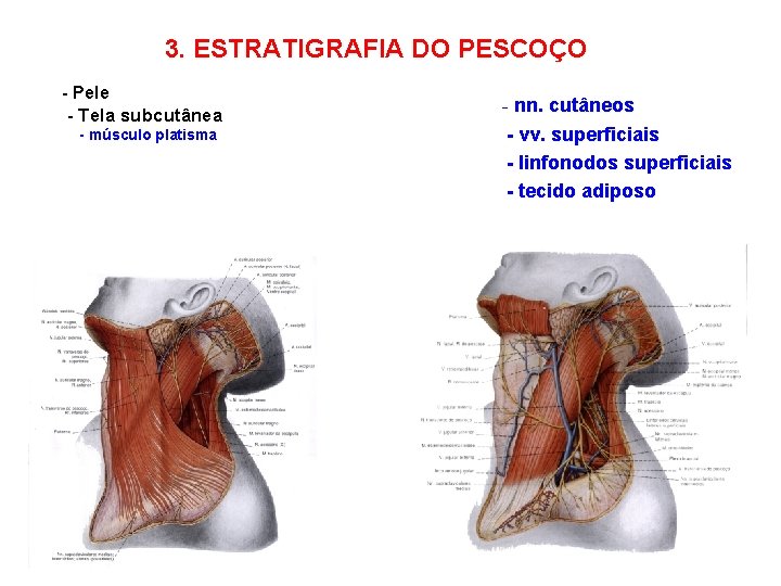 3. ESTRATIGRAFIA DO PESCOÇO - Pele - Tela subcutânea - músculo platisma - nn.