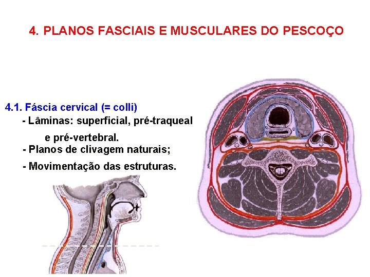 4. PLANOS FASCIAIS E MUSCULARES DO PESCOÇO 4. 1. Fáscia cervical (= colli) -