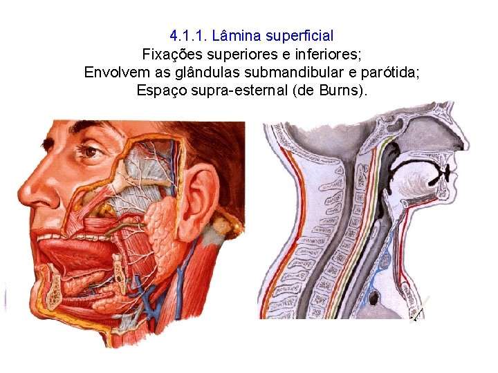 4. 1. 1. Lâmina superficial Fixações superiores e inferiores; Envolvem as glândulas submandibular e