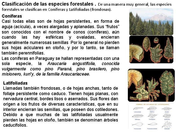 Clasificación de las especies forestales. De una manera muy general, las especies forestales se