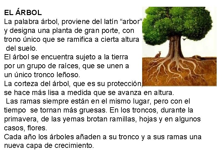 EL ÁRBOL La palabra árbol, proviene del latín “arbor” y designa una planta de