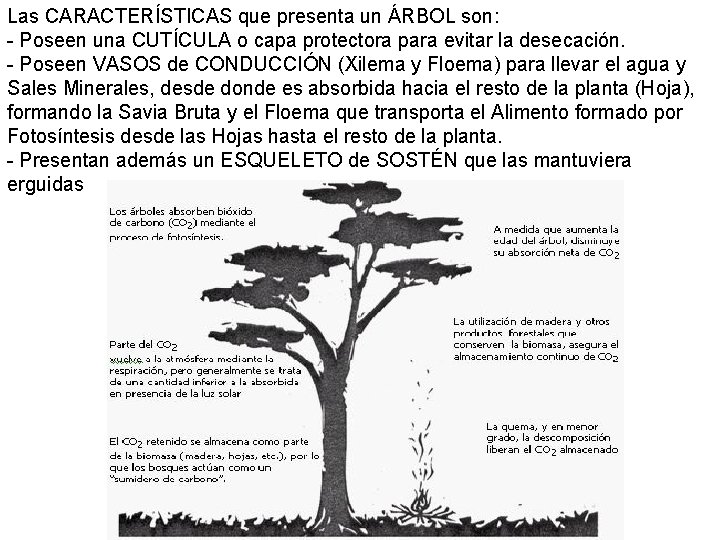 Las CARACTERÍSTICAS que presenta un ÁRBOL son: - Poseen una CUTÍCULA o capa protectora