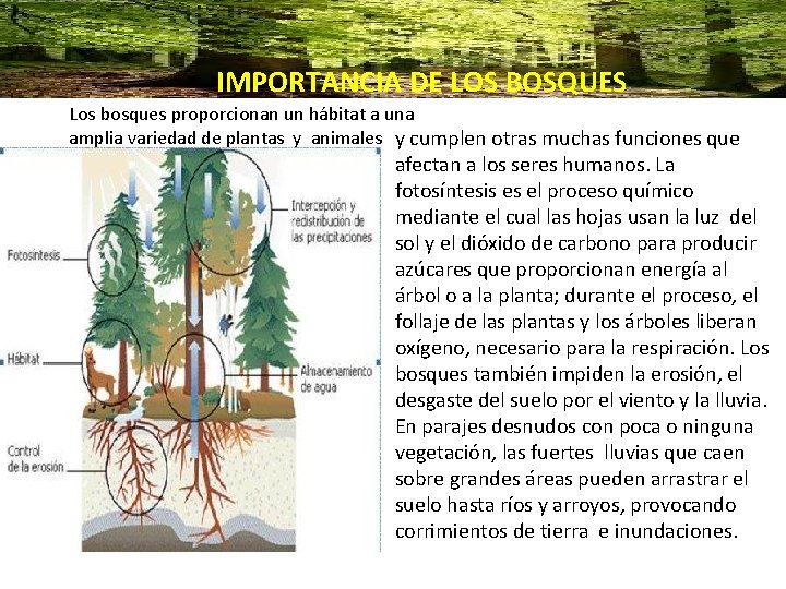 IMPORTANCIA DE LOS BOSQUES Los bosques proporcionan un hábitat a una amplia variedad de