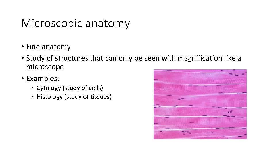 Microscopic anatomy • Fine anatomy • Study of structures that can only be seen