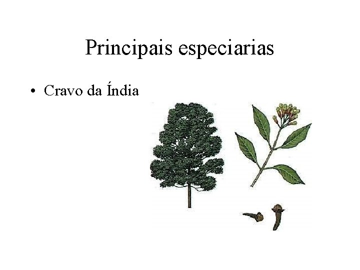 Principais especiarias • Cravo da Índia Principais especiarias • Cravo da Índia