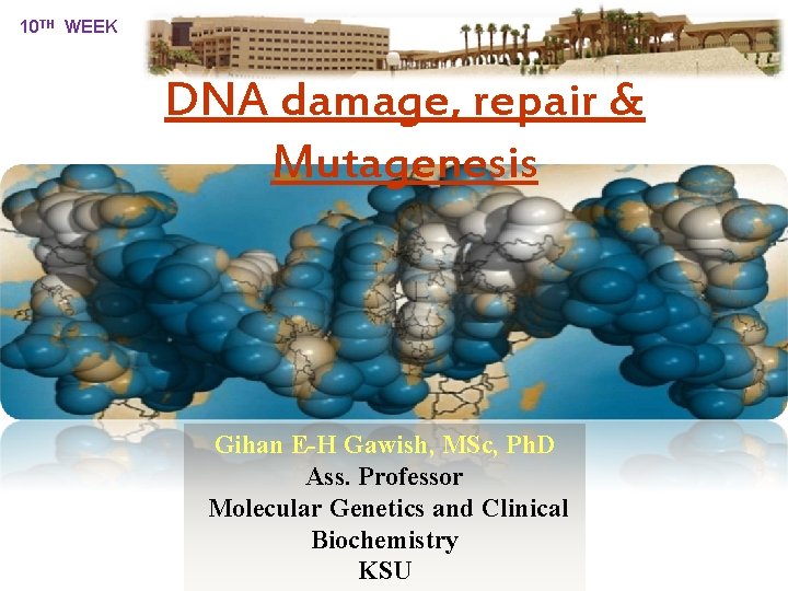 10 TH WEEK DNA damage, repair & Mutagenesis Gihan E-H Gawish, MSc, Ph. D