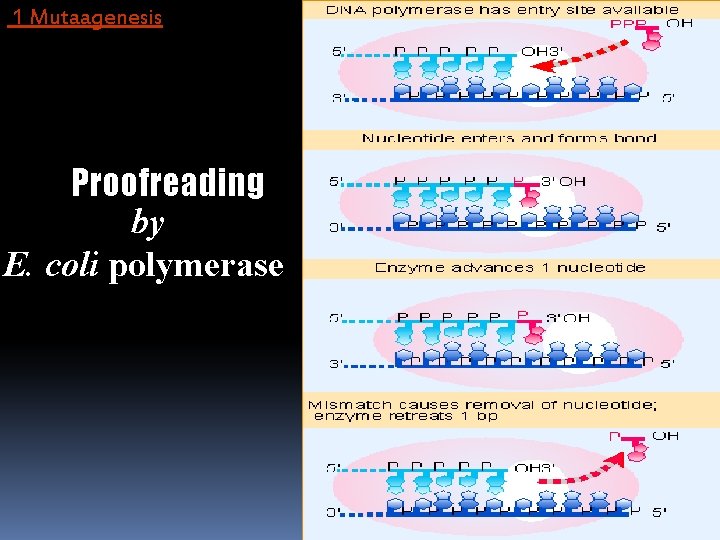 1 Mutaagenesis Proofreading by E. coli polymerase 