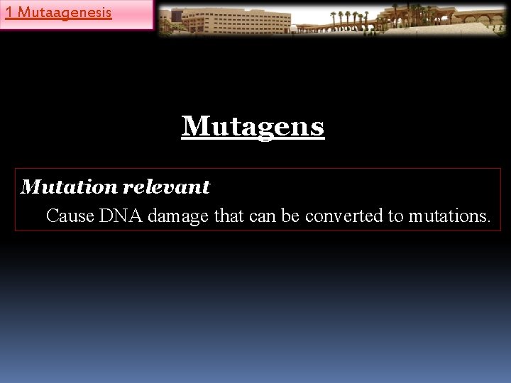 1 Mutaagenesis Mutagens Mutation relevant Cause DNA damage that can be converted to mutations.