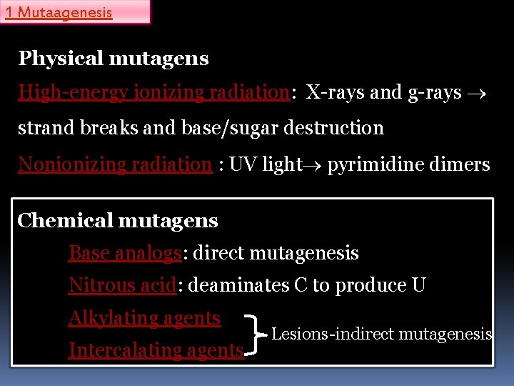 1 Mutaagenesis Physical mutagens High-energy ionizing radiation: X-rays and g-rays strand breaks and base/sugar