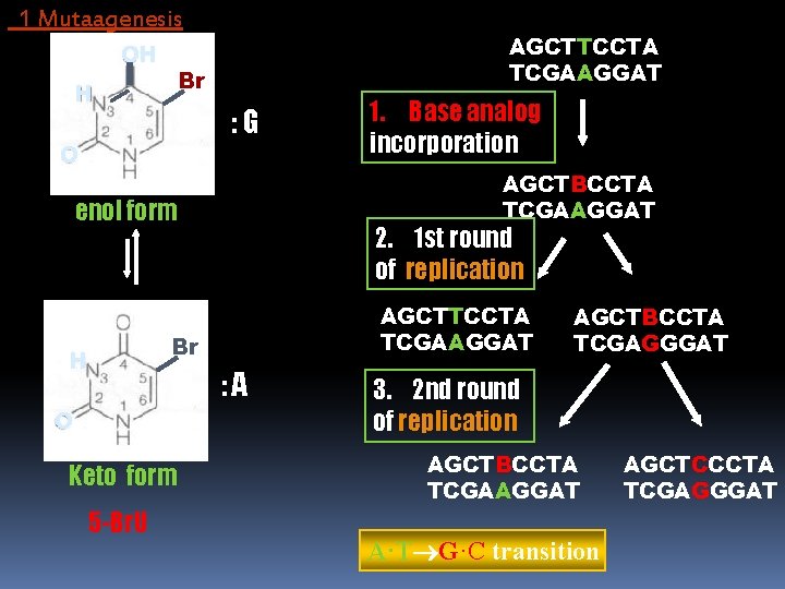 1 Mutaagenesis OH AGCTTCCTA TCGAAGGAT Br H : G O AGCTBCCTA TCGAAGGAT enol form