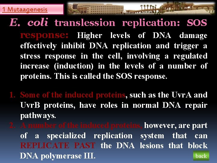 1 Mutaagenesis E. coli translession replication: SOS response: Higher levels of DNA damage effectively