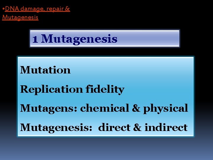  • DNA damage, repair & Mutagenesis 1 Mutagenesis Mutation Replication fidelity Mutagens: chemical