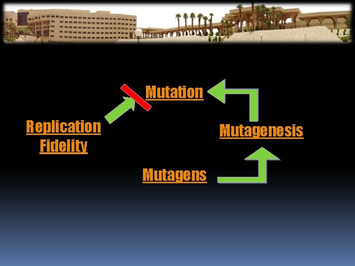 Mutation Replication Fidelity Mutagenesis Mutagens 