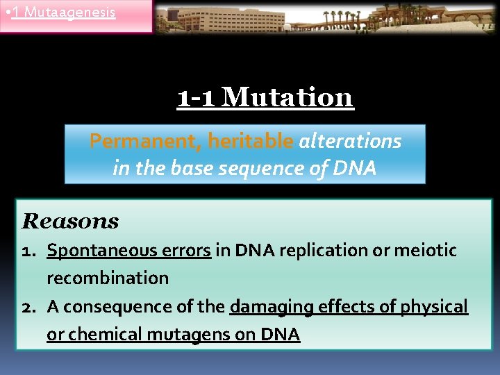  • 1 Mutaagenesis 1 -1 Mutation Permanent, heritable alterations in the base sequence