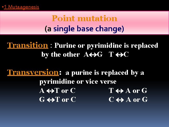  • 1 Mutaagenesis Point mutation (a single base change) Transition : Purine or