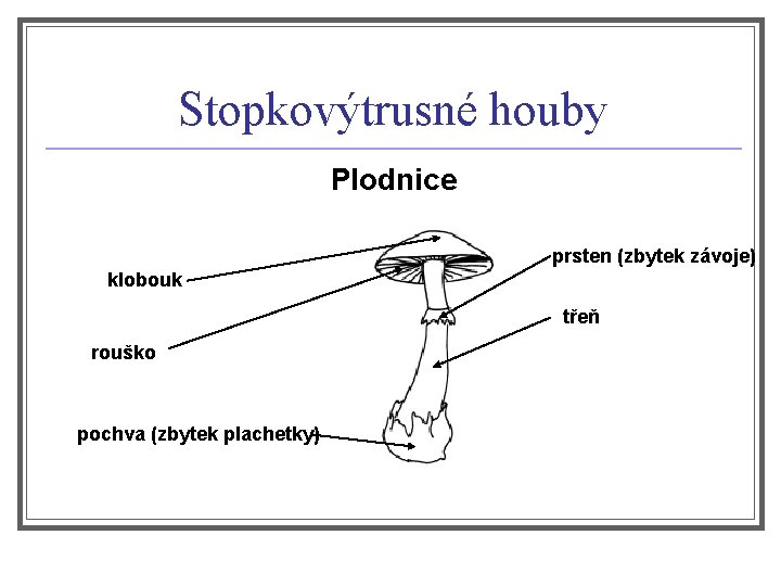 Stopkovýtrusné houby Plodnice prsten (zbytek závoje) klobouk třeň rouško pochva (zbytek plachetky) 